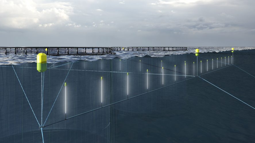 Seafood Innovation Award 2024 winner: Blue Lice